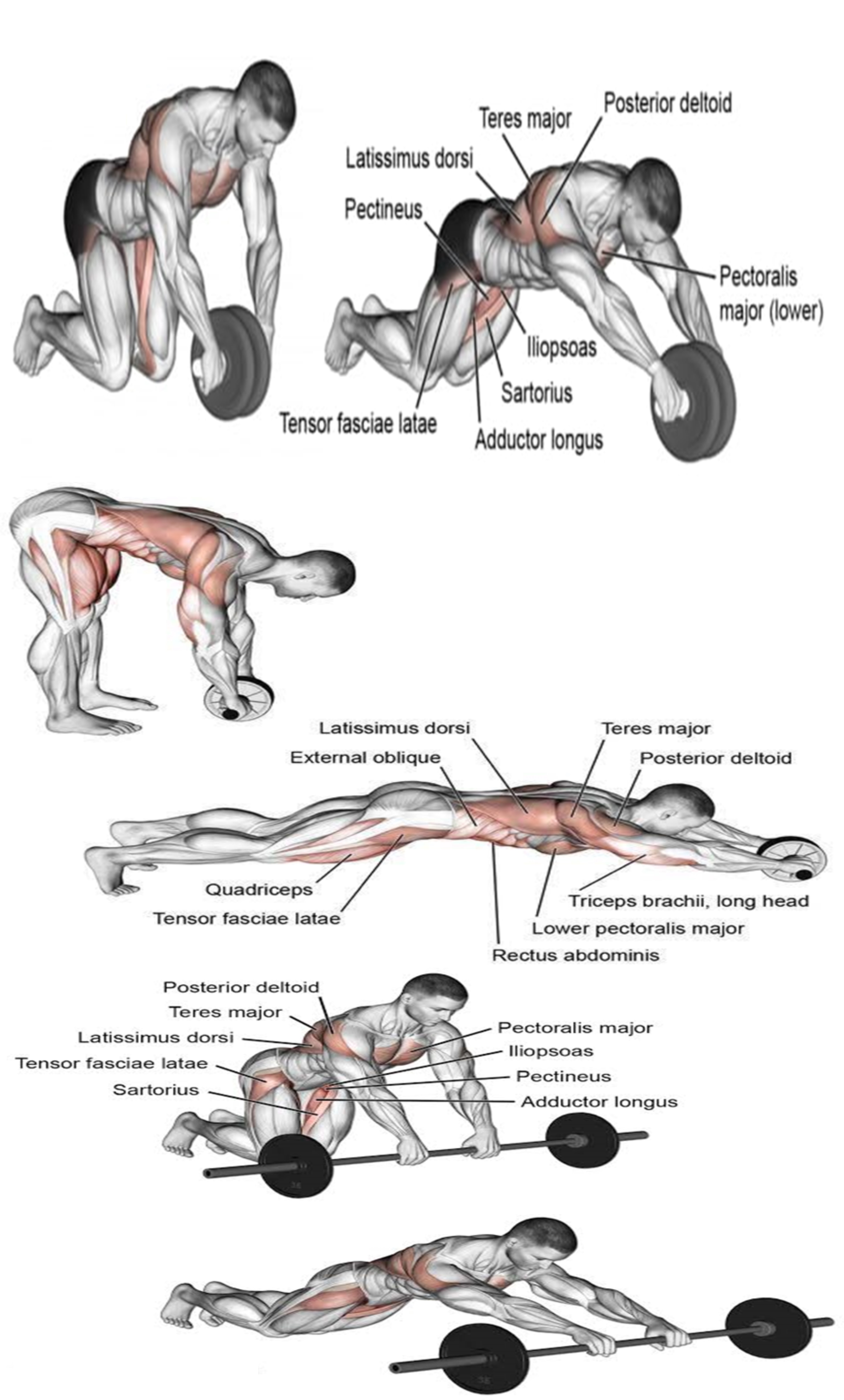 Ab wheel target online muscles